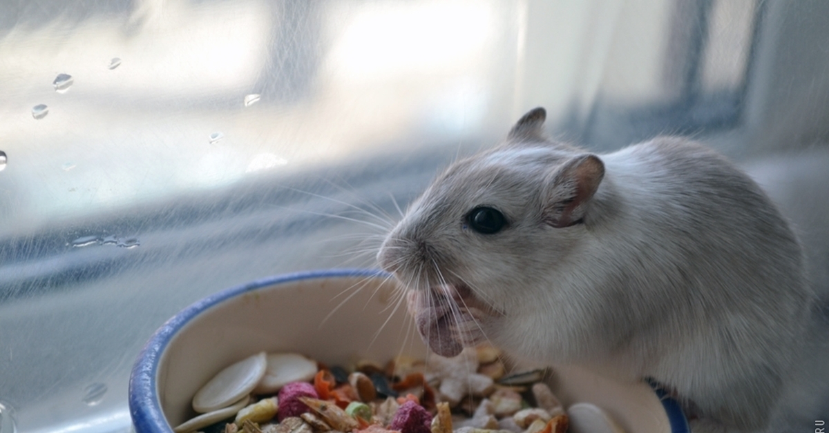 Что можно домашним мышам. Мышь Песчанка. Хомяк Песчанка. Песчанка мышь домашняя. Крыса Песчанка.