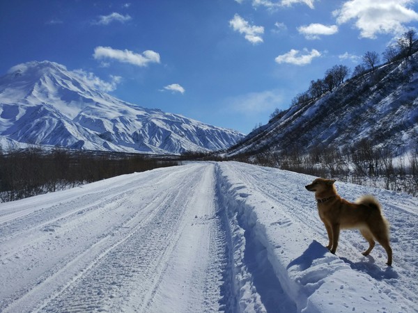 On guard - My, Kamchatka, Volcano, Karelian-Finnish Laika