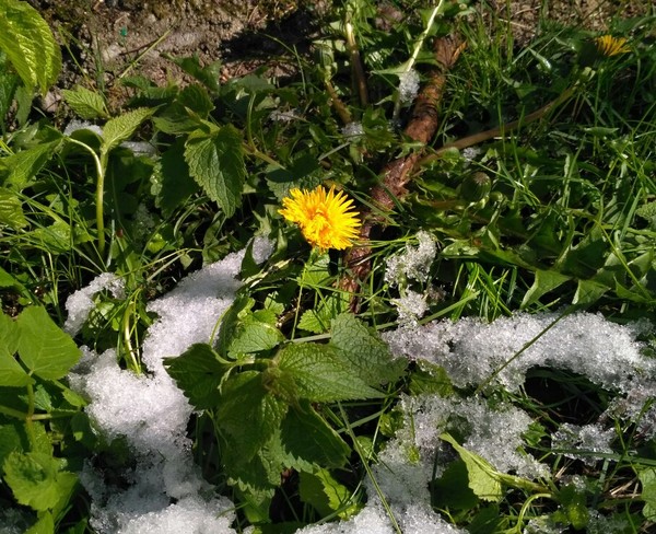 Moscow snowdrop - My, Dandelion, Moscow, Snow