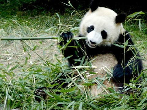 Bamboo-eater. - Food, Basset Hound, Kung Fu Panda, Bamboo, Wonders of nature, Pet, Longpost, Pets