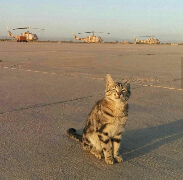 Meowershal Aviation - cat, The photo, Aerodrome, Helicopter