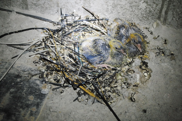 modern nest - My, Birds, Pigeon, Nest, Ornithology League, The photo