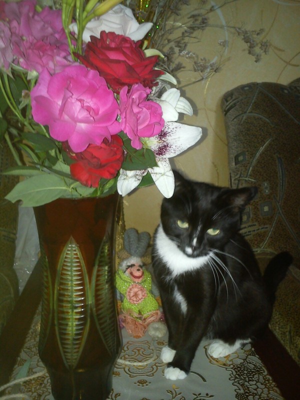 Vasily the cat - My, Milota, Catomafia, cat