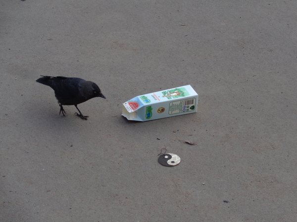 Yin and Yang. Jackdaw and kefir. Without Photoshop - My, Yin, Yin Yang, Jackdaw, Birds, The photo