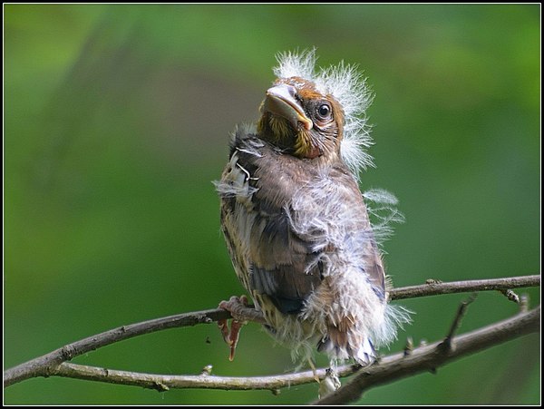 Ordinary Miracle Linnet chick. - Linnet, Birds