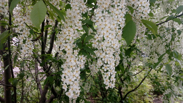 Черемуха - Душистая, Черемуха, Моё