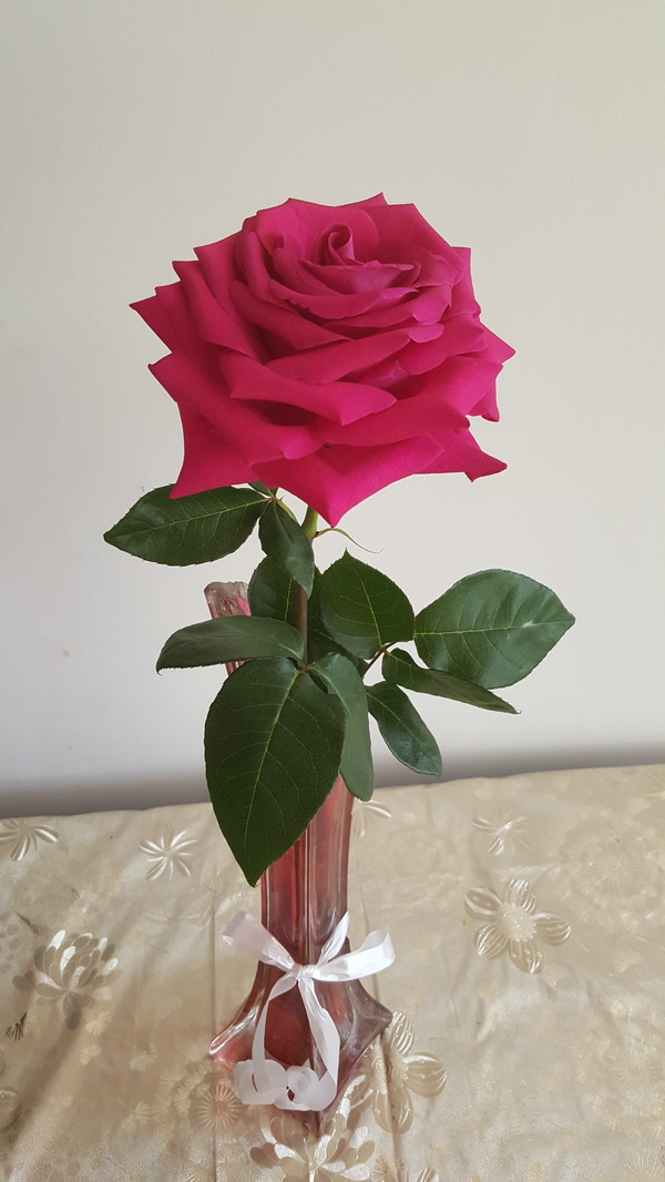 Here is a rose recently bought - My, the Rose, Flowers, beauty, Vase
