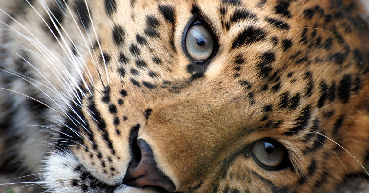 Тигр в природе. Тигр жив. Тигр у водопада. Белый тигр. Тигр.