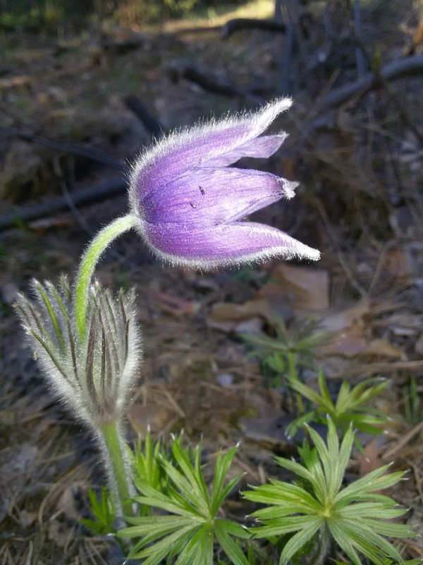 Dream herb - Dream herb, My, Nature, Flowers