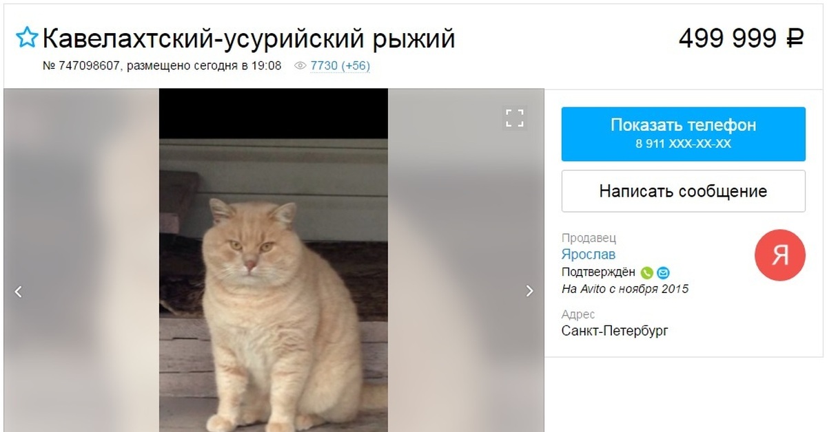 Авито коты. Кот авито.