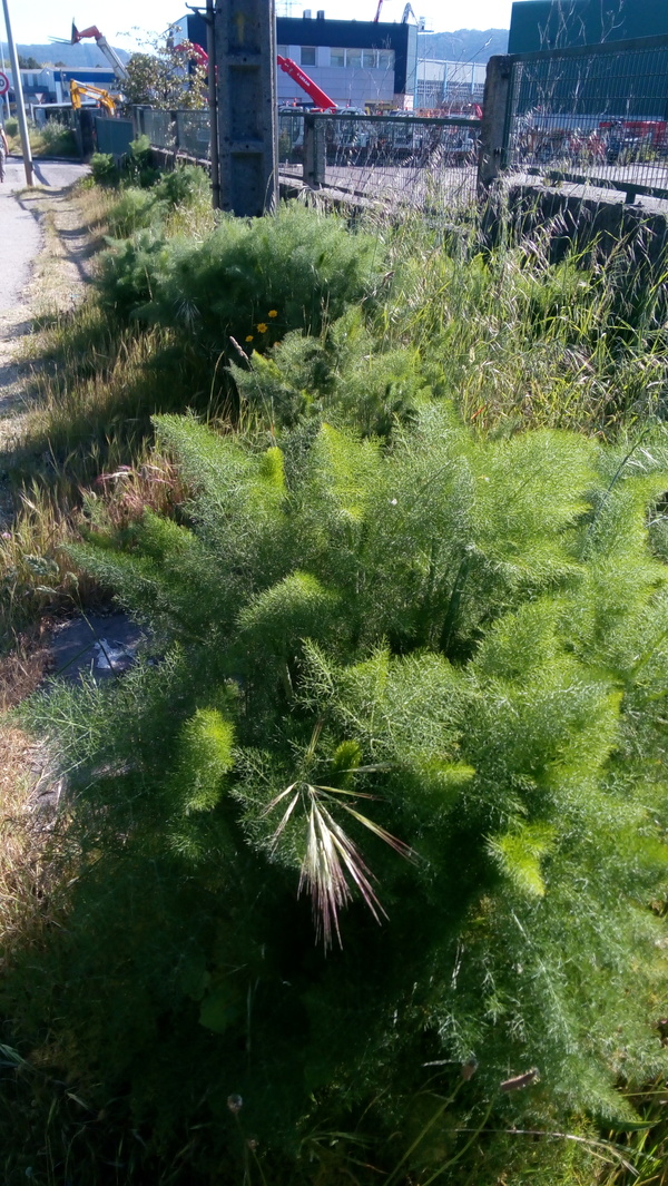 About dill... - My, Dill, Spices, Portugal, , Longpost