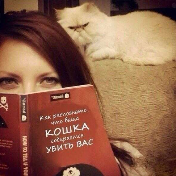 Shortcut method to help... - cat, The photo, Humor, Murder, Brunette, Sofa, Hatred, Books