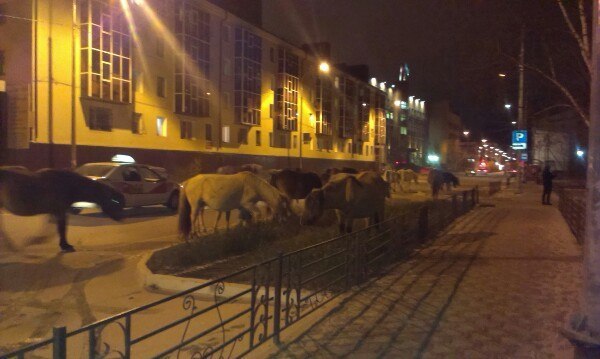 Nothing unusual, just horses walking around the city center. - My, Horses, Town