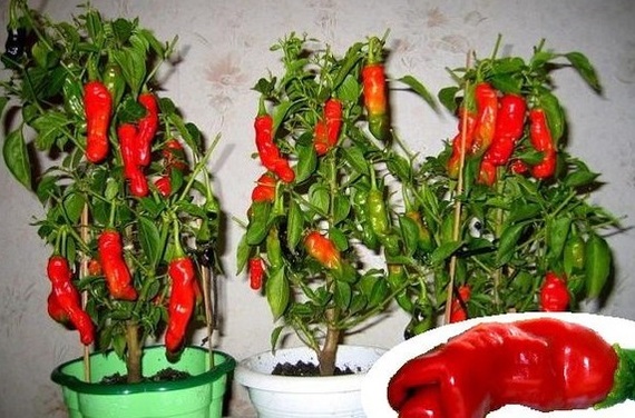 Decorative varieties of peppers - My, Cooking, Spices, , Hot red pepper, Homemade peppers, Longpost, Hot peppers, Pepper