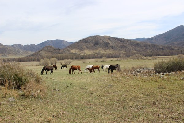 Karakol Natural Park Uch Enmek (Republic of Altai, Ongudaysky district) - Mountain Altai, Ongudai, Nature, Travel across Russia, Longpost, Altai Republic