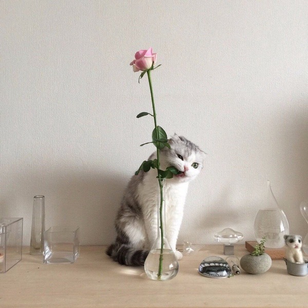Yummy - cat, Animals, the Rose, Flowers, Milota, Pet, Pets