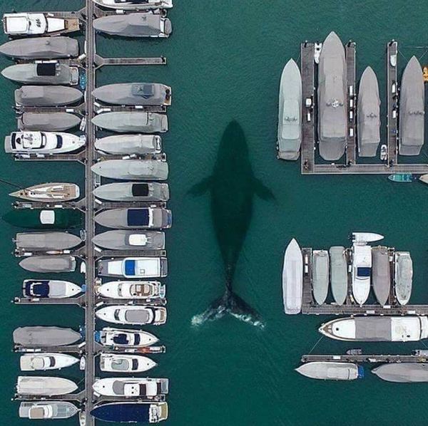 Trying to park - Whale, Berth, Parking, Boat