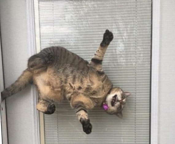 Когда долго просился на улицу,но потом передумал...