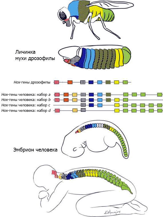 Evolutionary Legacy #3 - The science, Biology, Evolution, Evolution theory, Ontogenesis, A fish, , Longpost