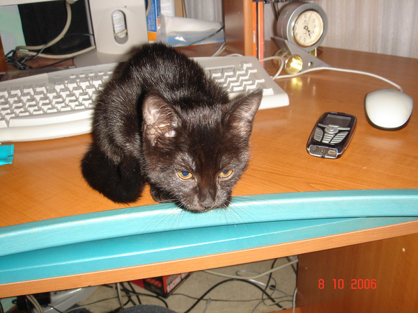 My cat - My, cat, , Kotolyubov, Catomafia, Moore, Longpost, 