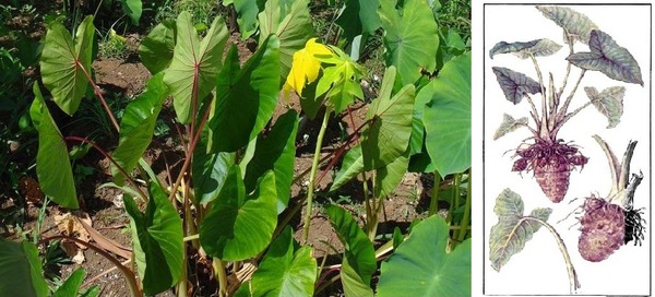 Taro or Taro Edible - Botany, , , Plants, Longpost