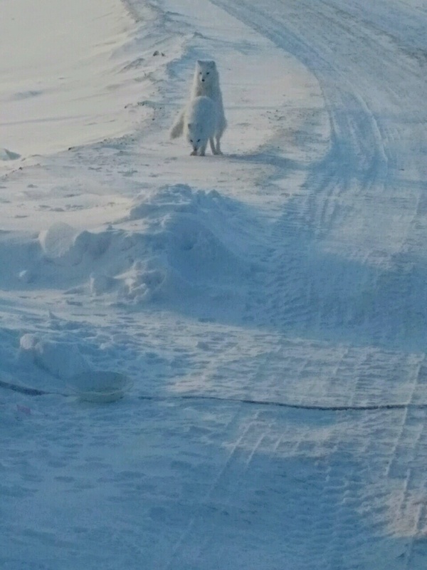 The foxes do it - My, Tundra, Yamal, Spring, Spawning, Longpost