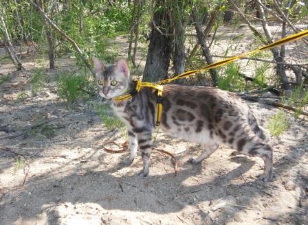 beach walk - My, cat, Bengal cat, Volga river