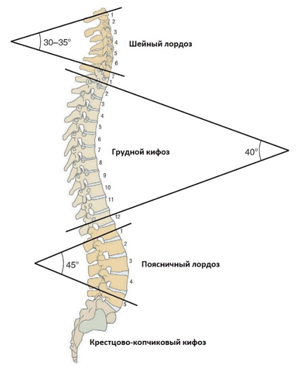 Neutral spine position - My, Sport, Тренер, Training program, Physical Education, Health, Spine, Lordosis, Sports Tips, Longpost