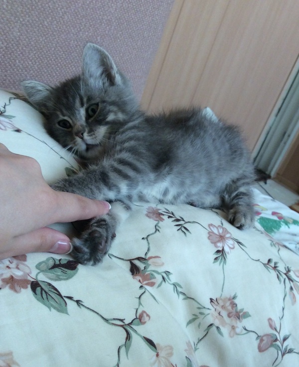 Cheeky) - My, cat, 