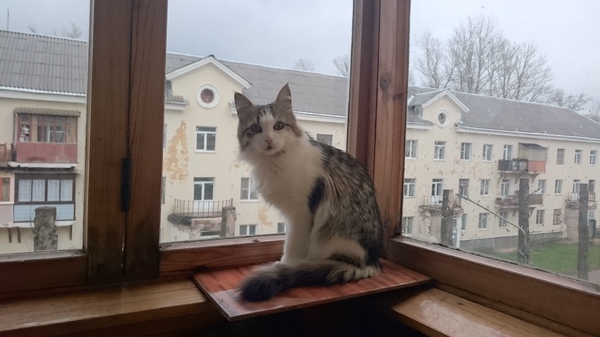 And under our window. - My, Poplar, cat, , Longpost, Photo on sneaker