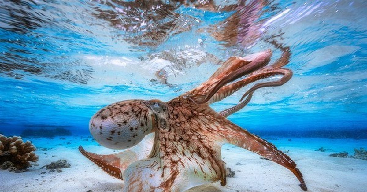 Море живое существо. Морские жители. Обитатели морей и океанов. Подводные животные. Необычные морские животные.