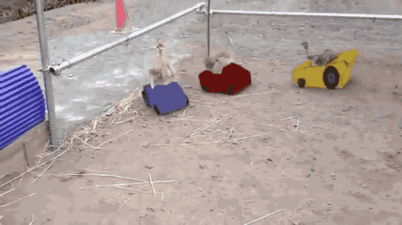 Sharp turn. - Race, Ostrich, Turn, GIF