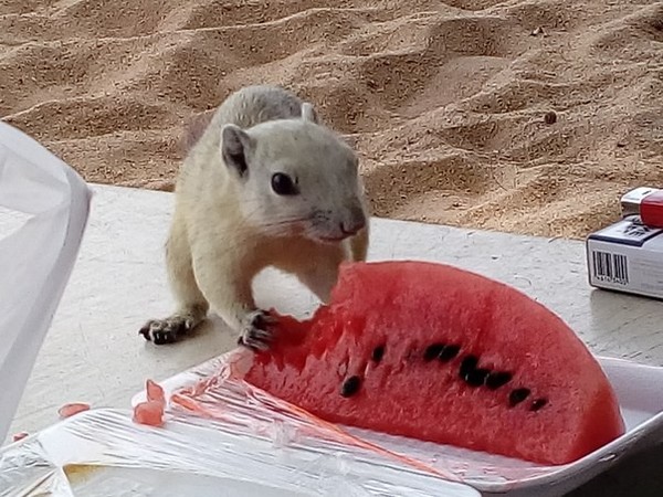 Thai squirrels. - My, Squirrel, Beach, , Longpost