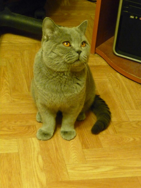 Это мой котейкин :-) Моё, Котомафия, Длиннопост