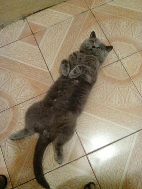 This is my cat :-) - My, My, Catomafia, Longpost