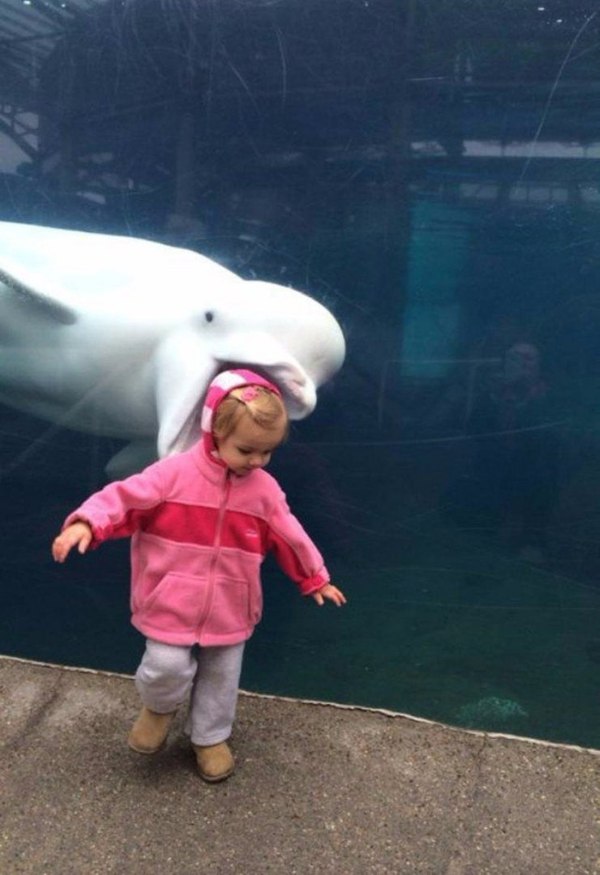 Lucky shot - Lucky shot, Dolphin, Girl, , Belukha, Lucky moment