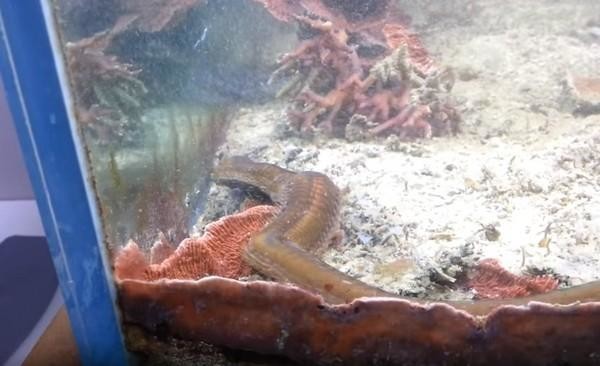 Here's what a man found in an aquarium that hadn't been cleaned in two years. - Worm, Horror, The photo, Longpost, Aquarium