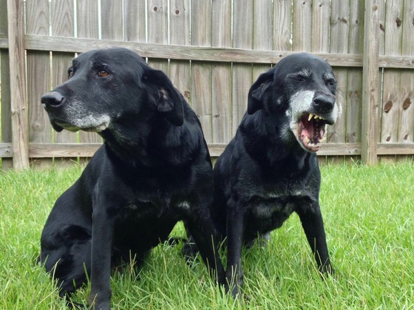 The dog sneezed at the wrong time - Dog, Dog, The photo, Animals