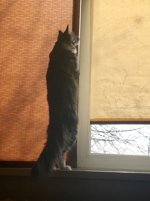 Maine is waiting for the mistress. - Boredom, My, cat, Maine Coon