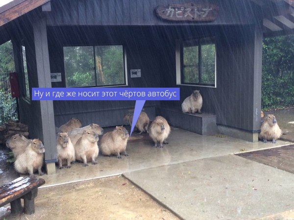 typical weekdays - My, Capybara, Bus, Animals