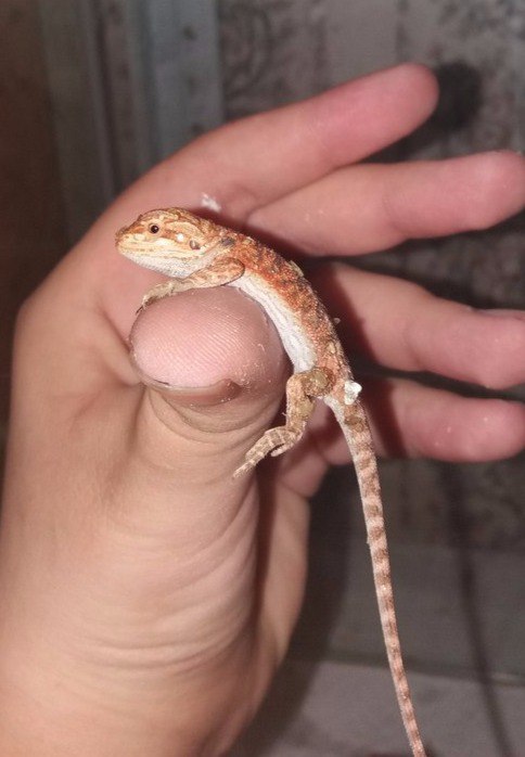 Agam hatching. - My, Bearded dragon, Lizard, Breeding, Terrariumistics, Longpost