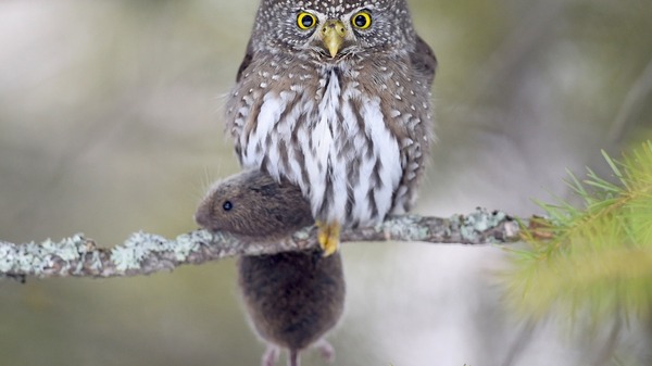 Маленький охотник.