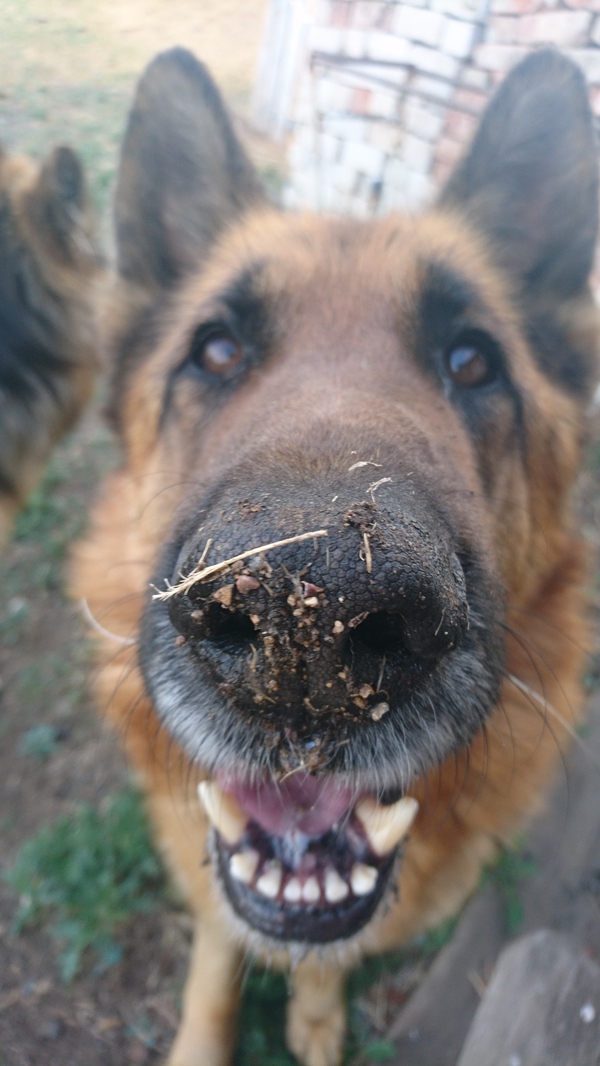 All cats, here's a dog for you) - Dog, My, Friend of human