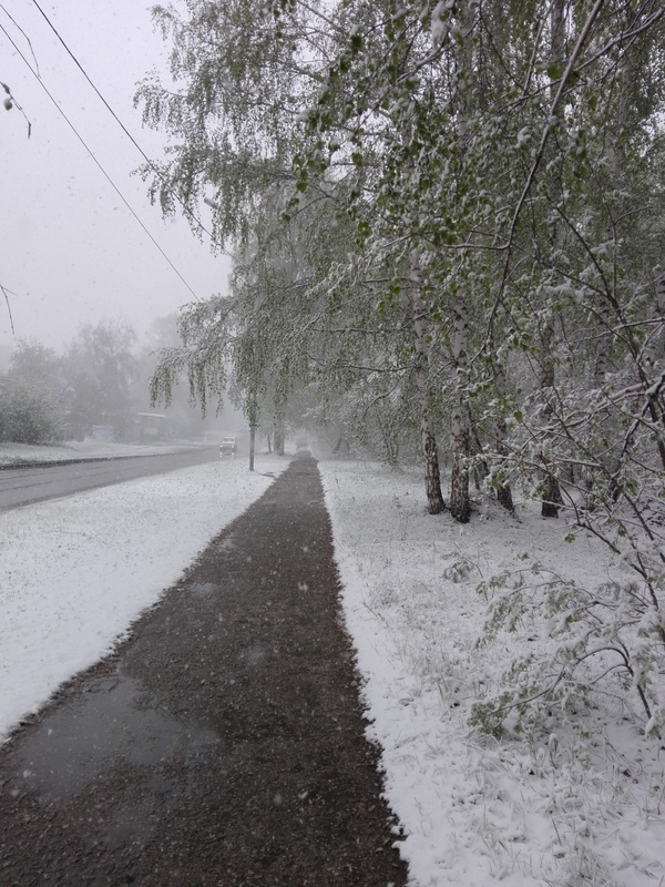 Ode to global warming - My, May, Snow, Forest, Global warming, Longpost