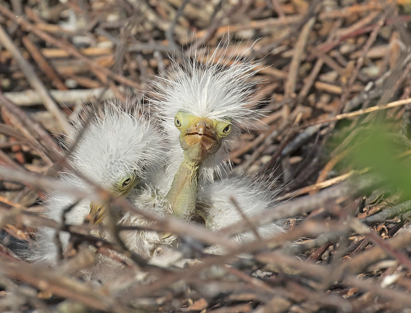 Punks, HOW! - The photo, Egret, Heron, Birds