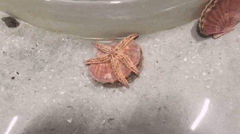 You do what you want, but I dump - The escape, Starfish, Scallop, Seashells, Water, GIF