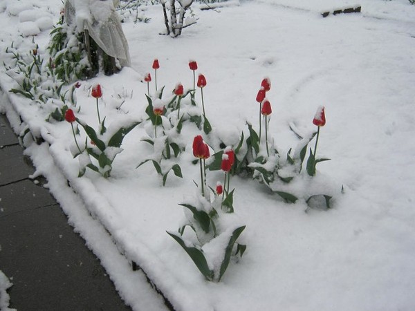 May 17, Tomsk - May, Snow, Tulips