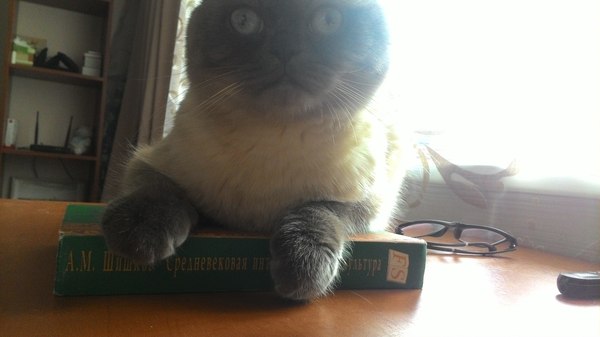 Средневековая интеллектуальная культура вставляет