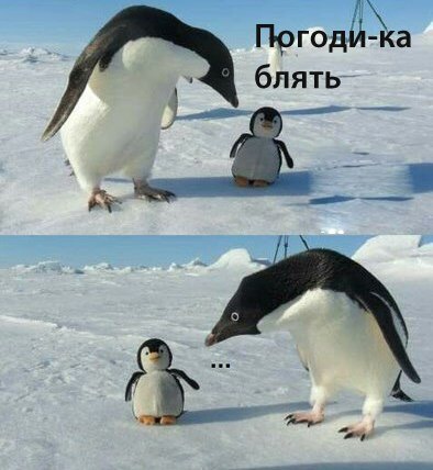 Yazhpenguin - Penguins, Подстава, Mat, Longpost