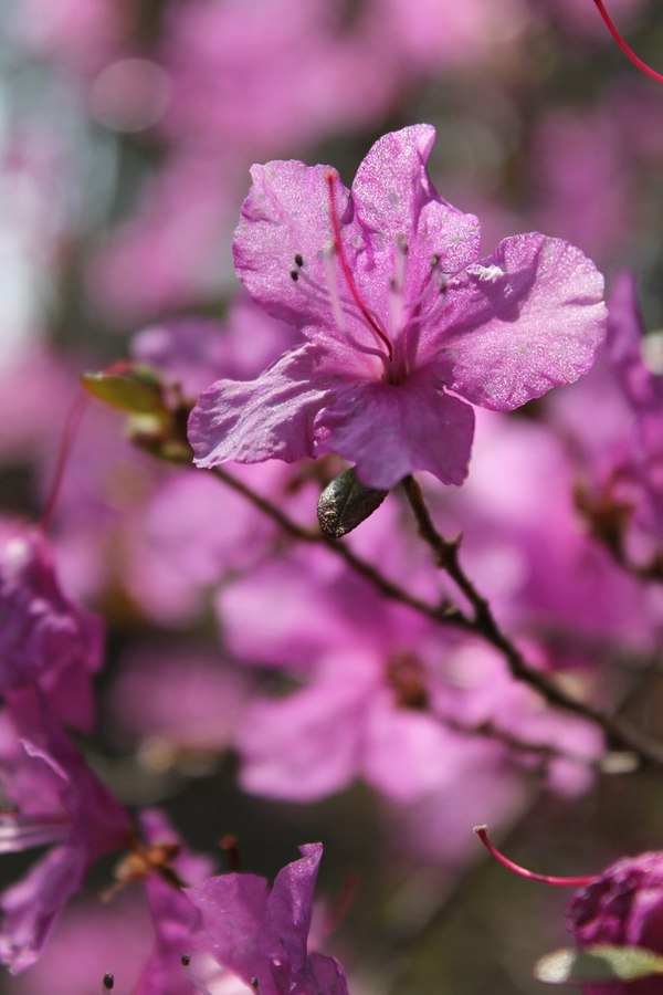 What is sakura to me if there is a deer? - My, The photo, Maralnik, Siberia, Spring, Bratsk, Longpost